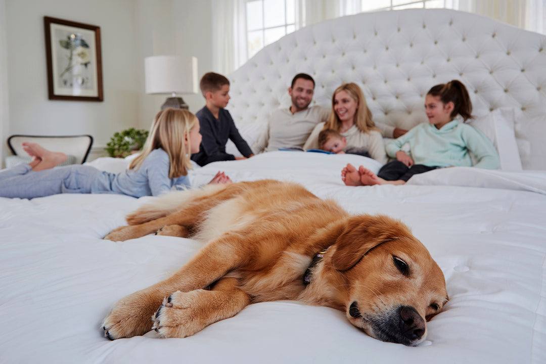 Grand Luxe Mattress on Archie Bed Frame with Family and Dog